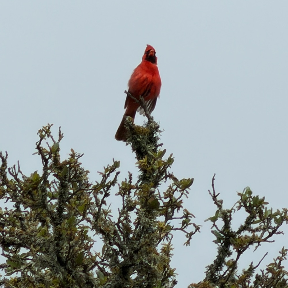 Bright Red Cardinal Accent Figurine - Decorative Bird Sculpture